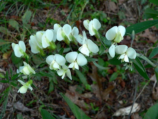 {Baptisia bracteata}